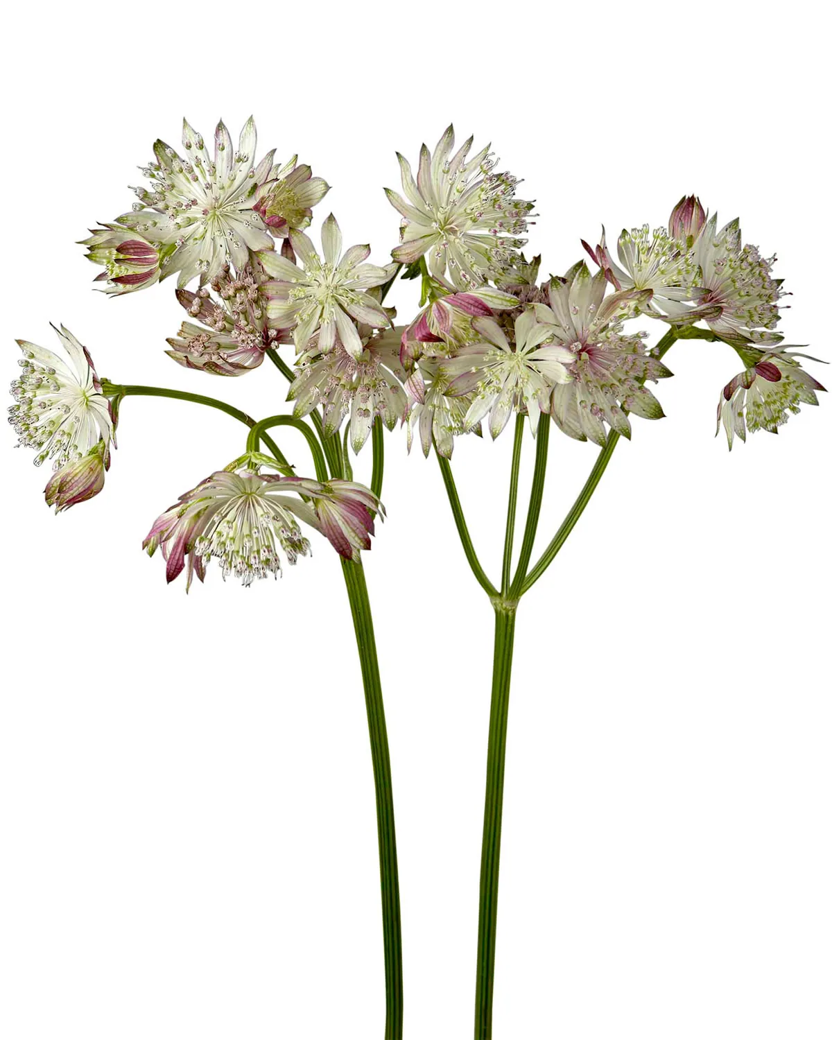 Y Astrantia Light Pink — Astrantias