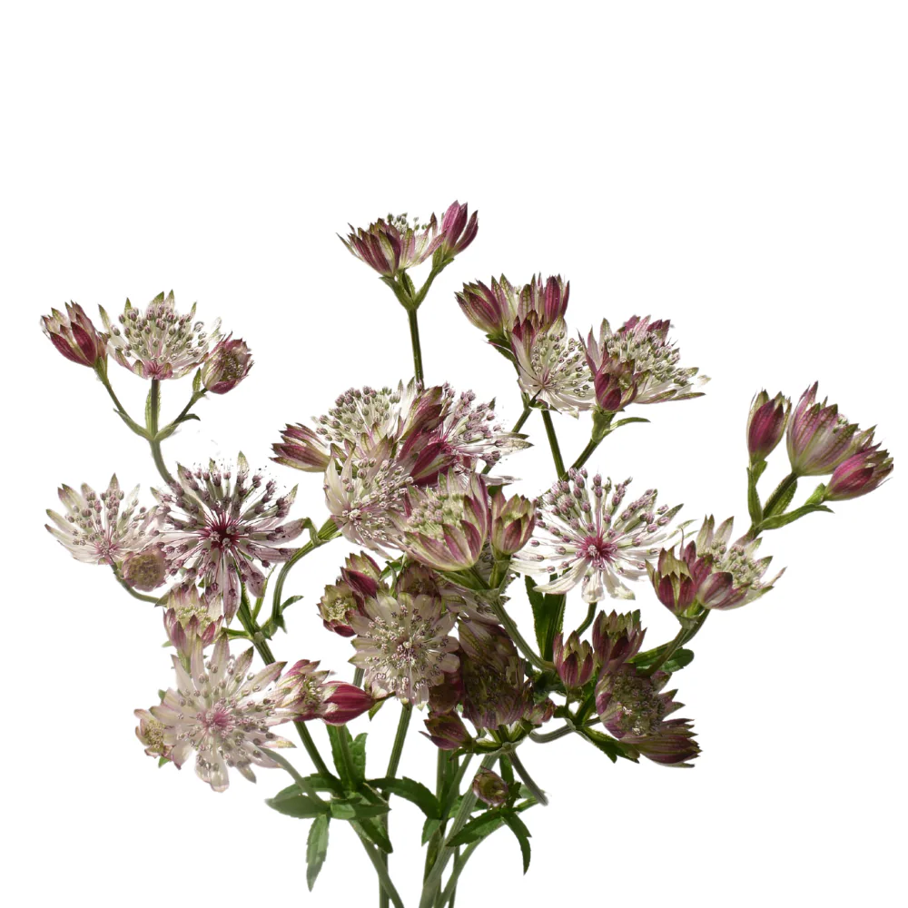 Astrantias