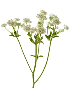 Astrantia White