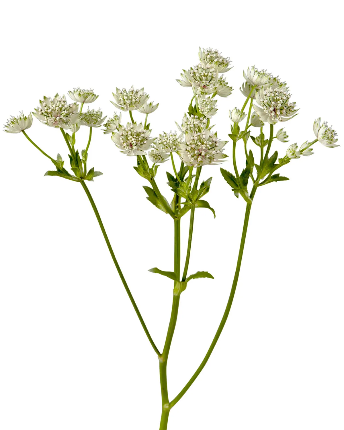 Y Astrantia White — Astrantias