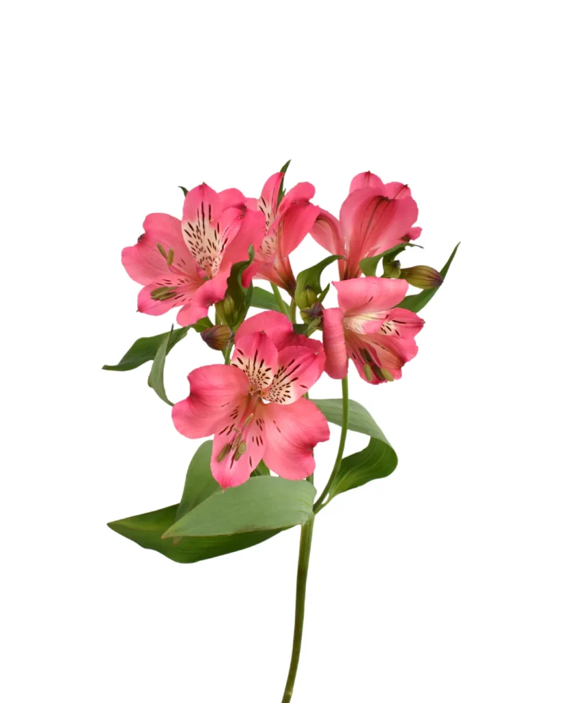 Astromelia Pink