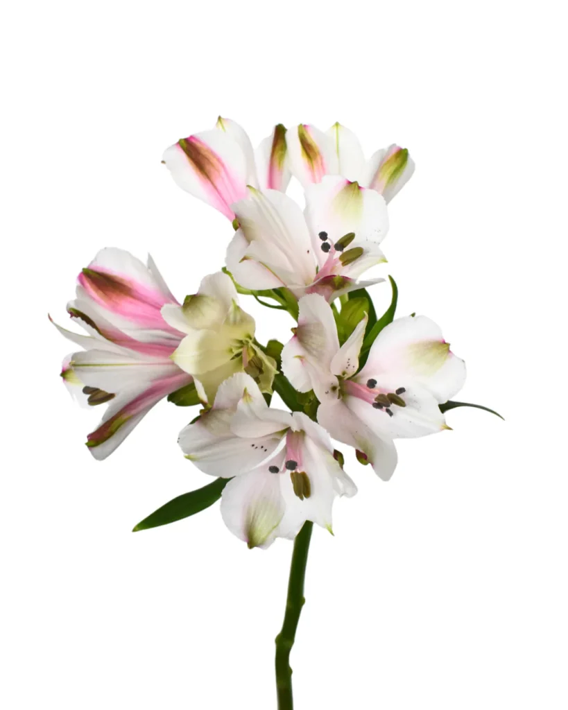 Astromelia White