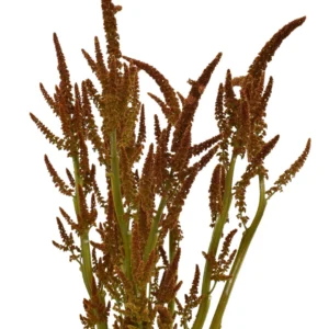 AMARANTHUS HOT BISCUITS