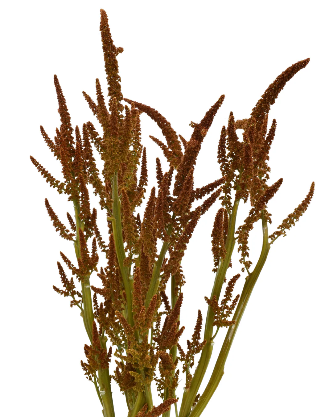 Amaranthus Hot Biscuits — Amaranth