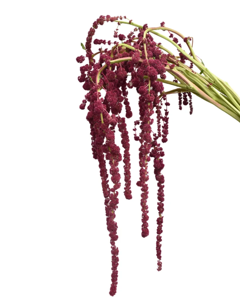 Amaranthus Ponytails Red