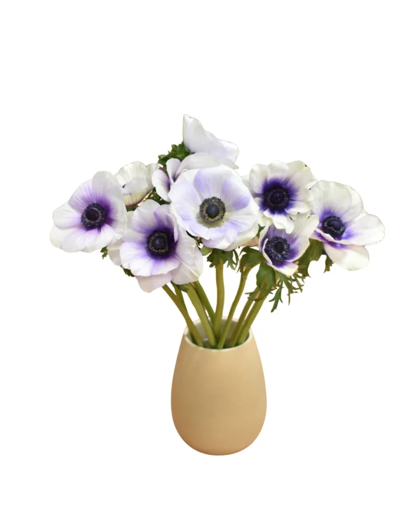 Anemone White And Blue