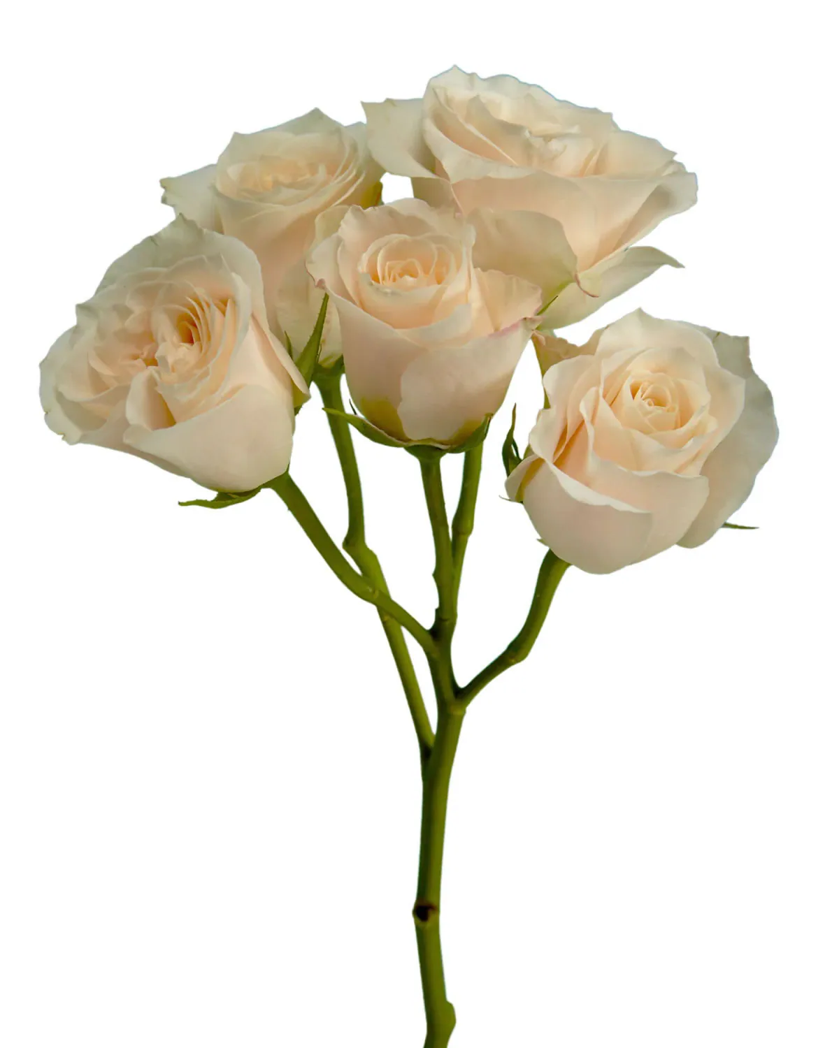 Bali Spray Rose — Spray Roses