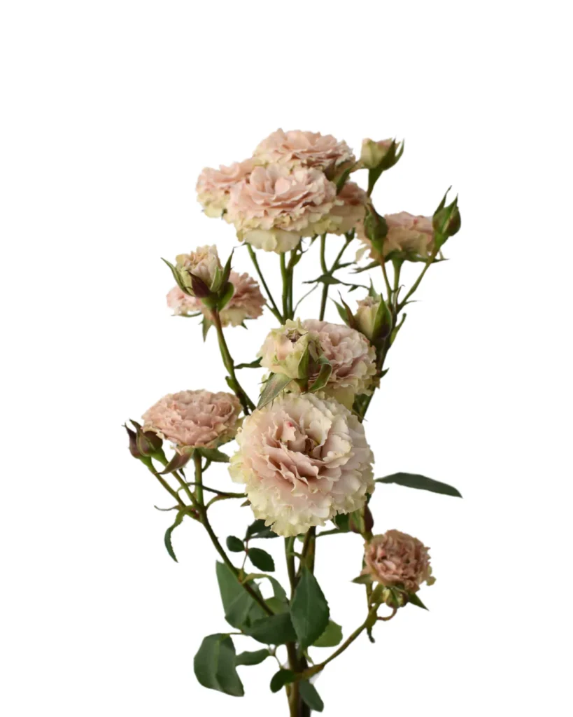 Be Amazing Spray Rose