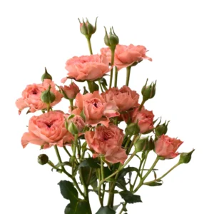 BE NICE SPRAY ROSE