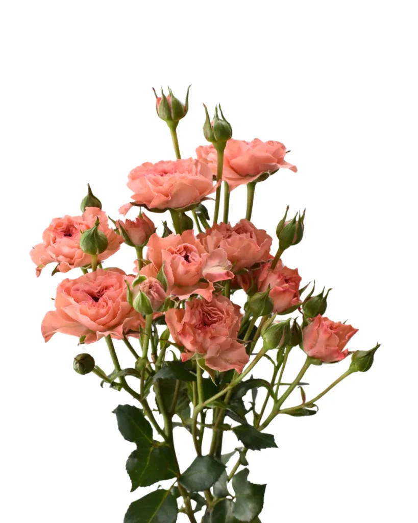 Be Nice Spray Rose