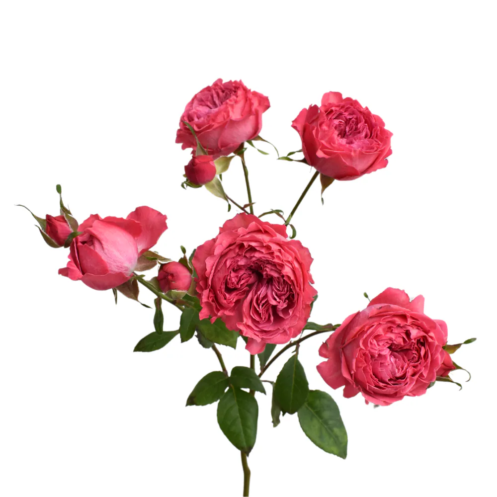Boomerang Spray Rose