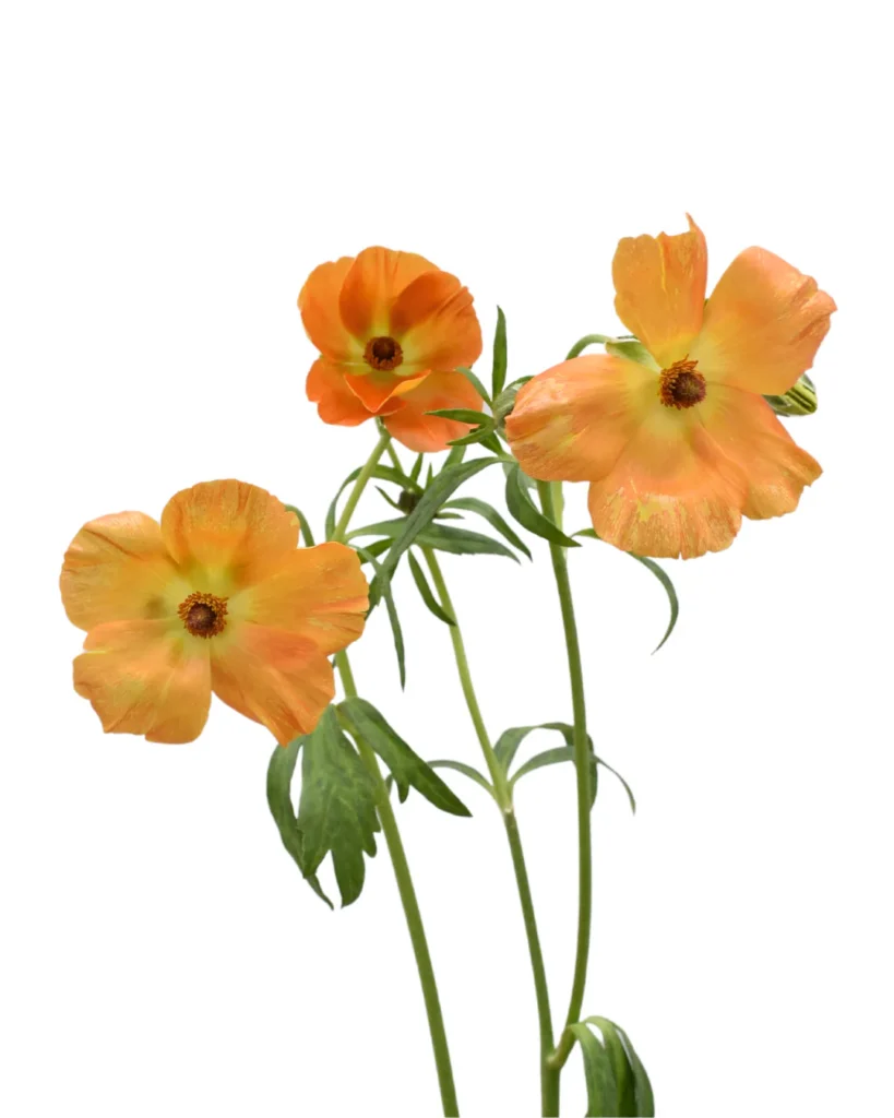 Butterfly Charis O-Seasonal Availability