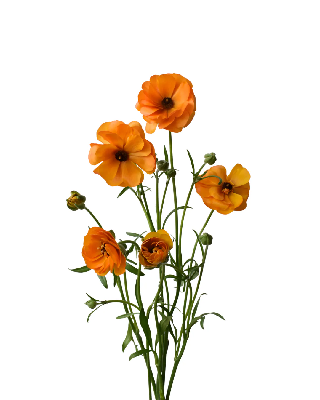Ranunculus Butterfly Galatea — Butterfly