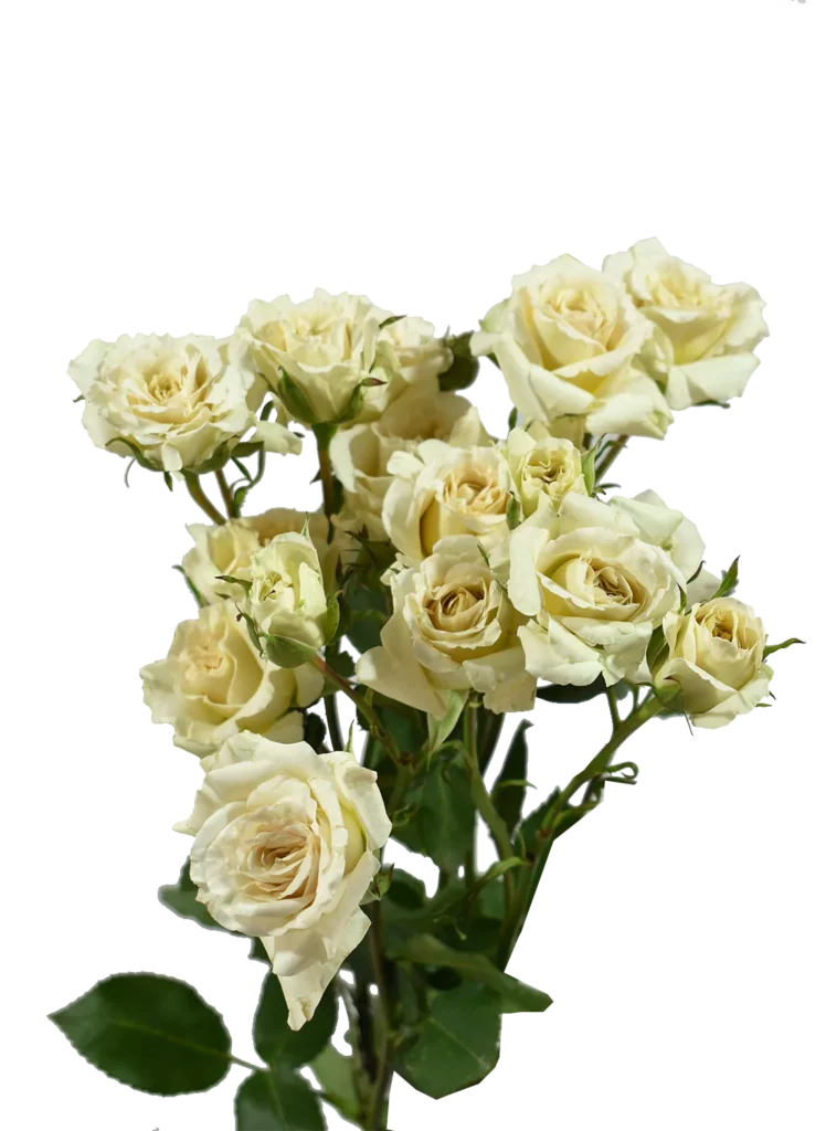 Be Patient Spray Rose