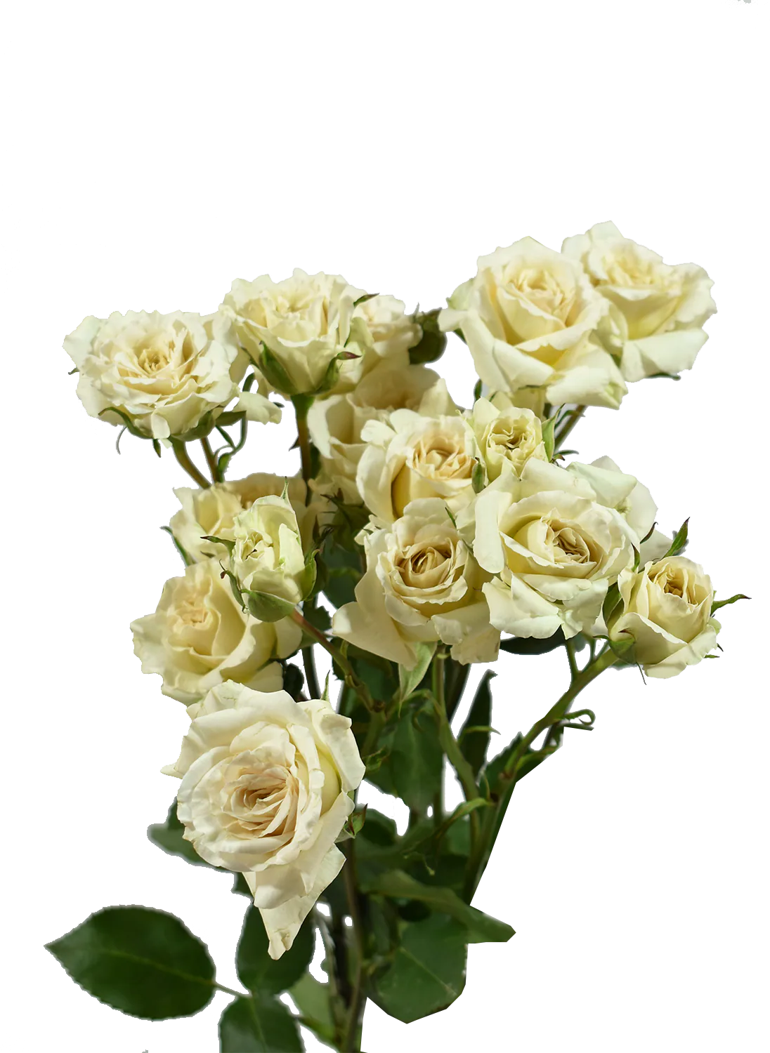 Be Patient Spray Rose — Spray Roses