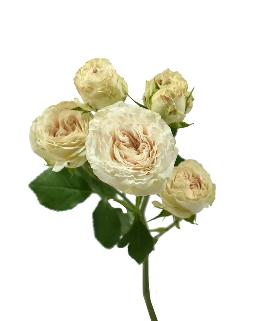 Be True Spray Rose