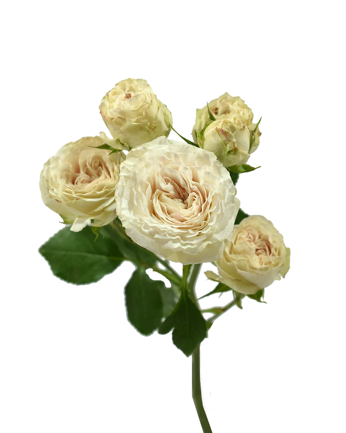 Be True Spray Rose — Spray Roses