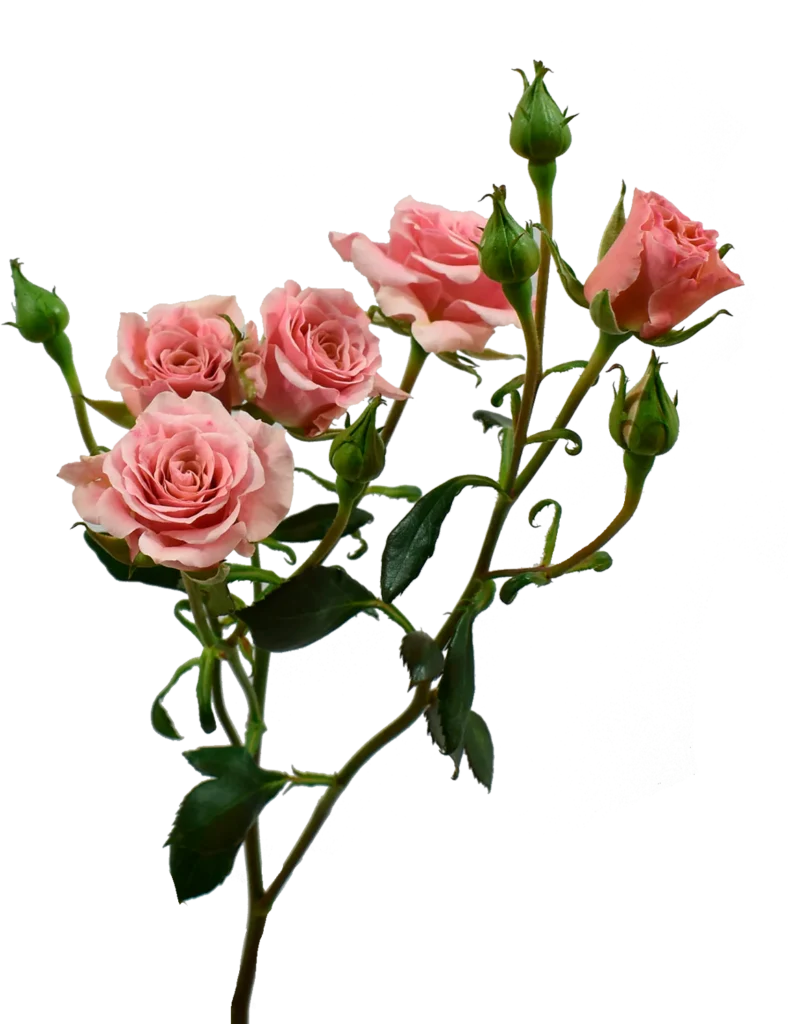 Be Loving Spray Rose