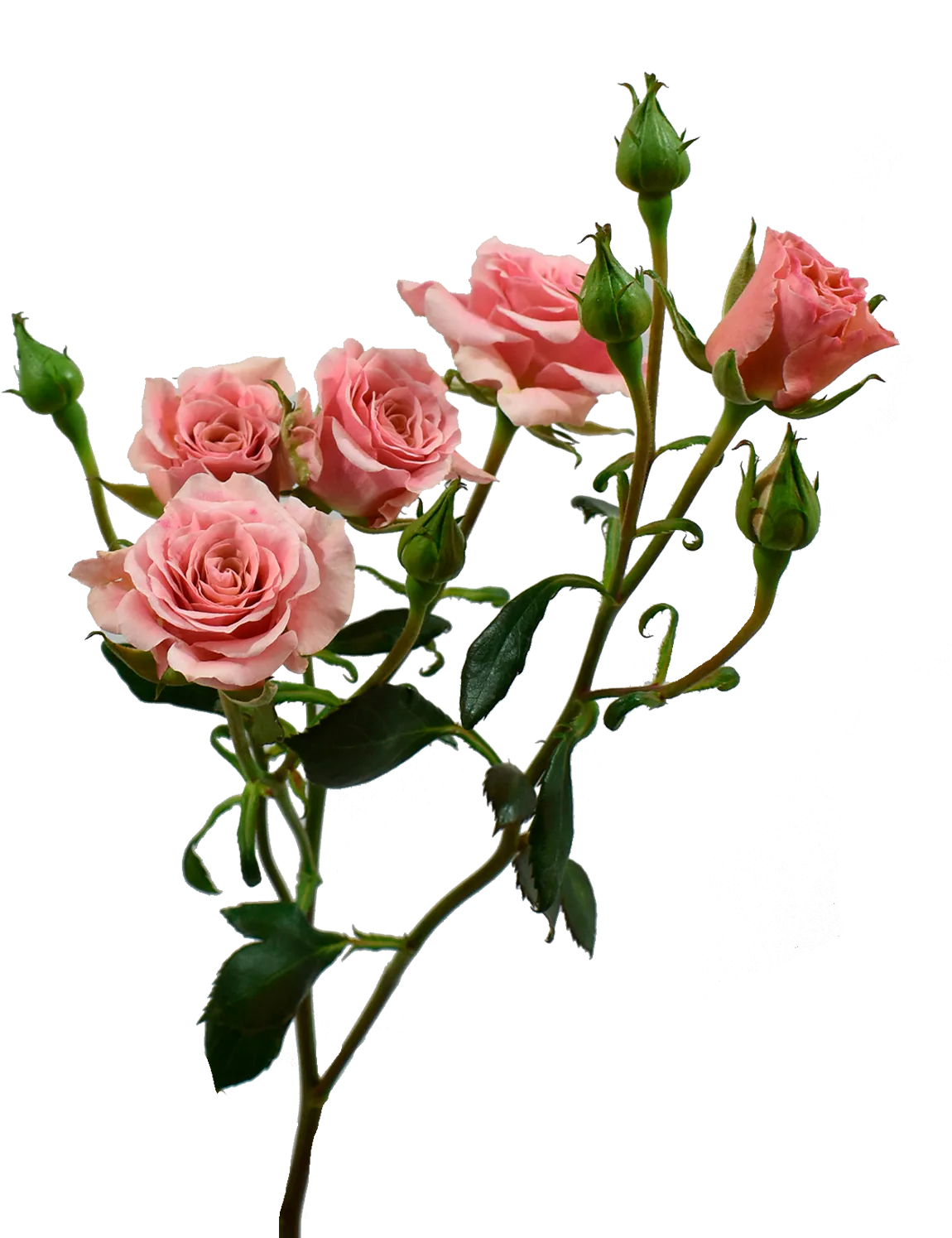 Be Loving Spray Rose — Spray Roses