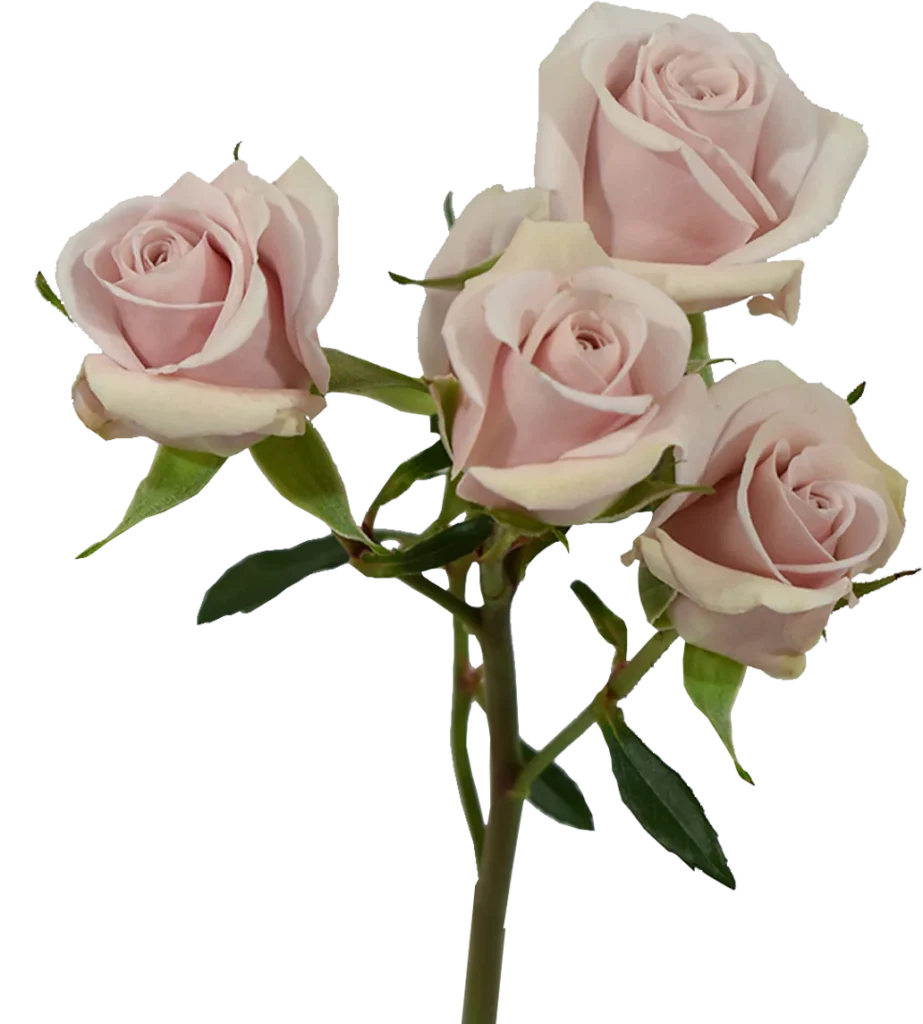 Big Dipper Spray Rose