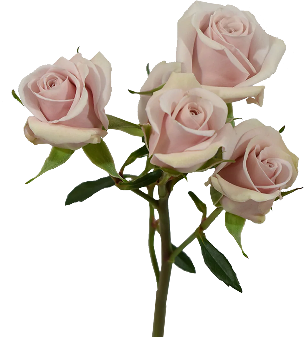 Big Dipper Spray Rose — Spray Roses