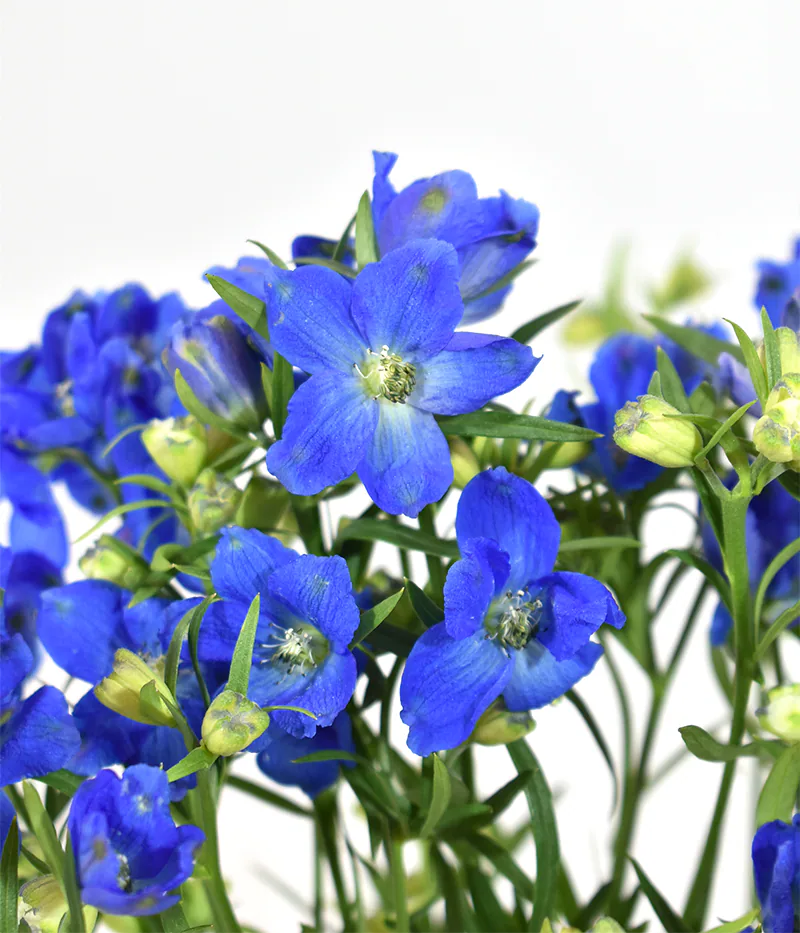 Blue Spray Delphinium