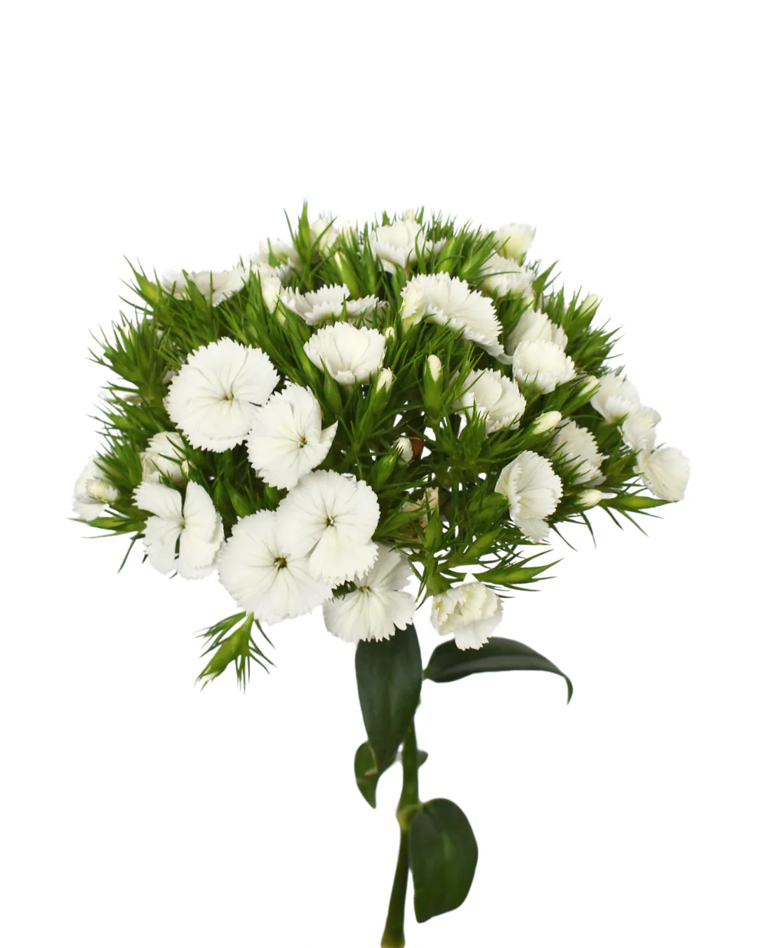 Breanthus White — Dianthus