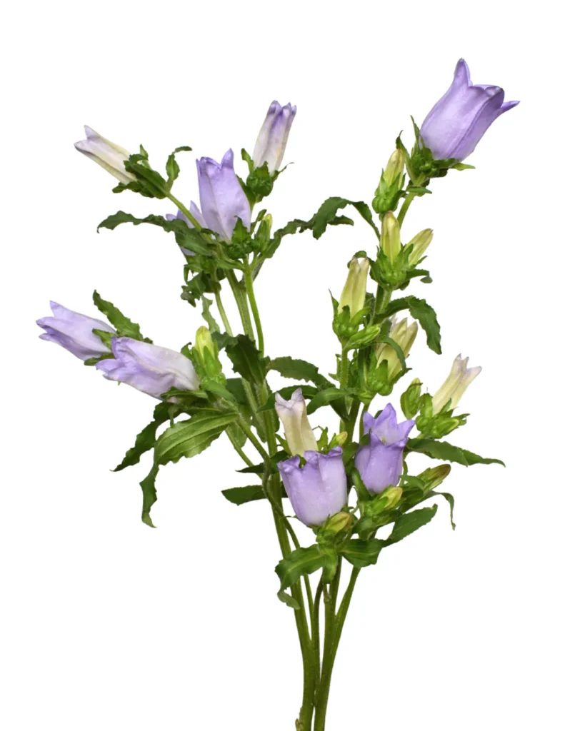 Campanula Lavender