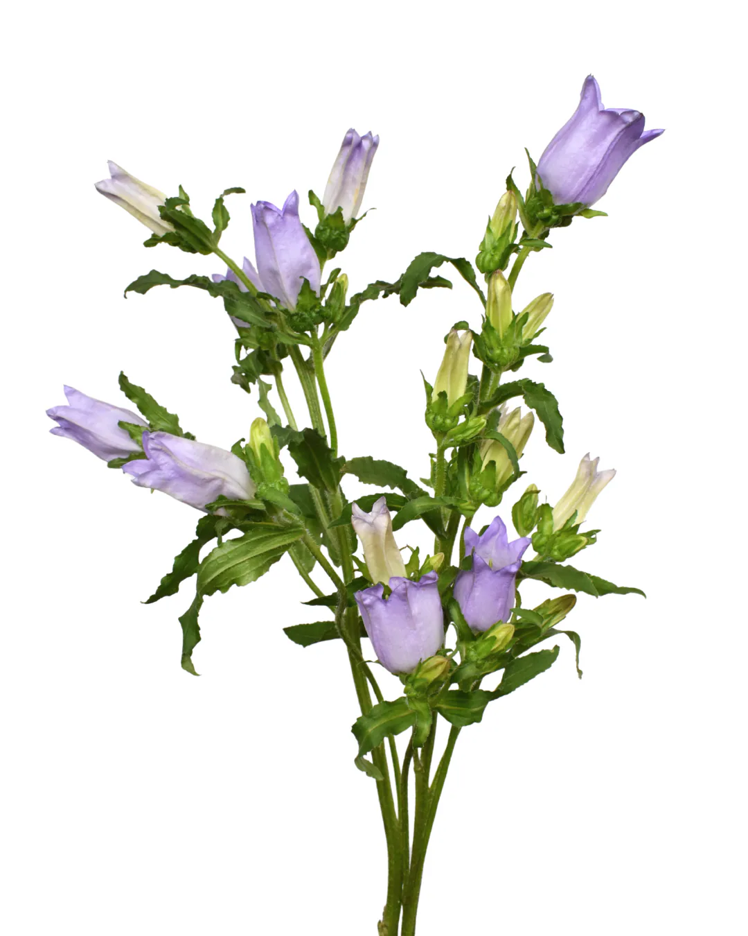 Campanula Lavender — Campanulas