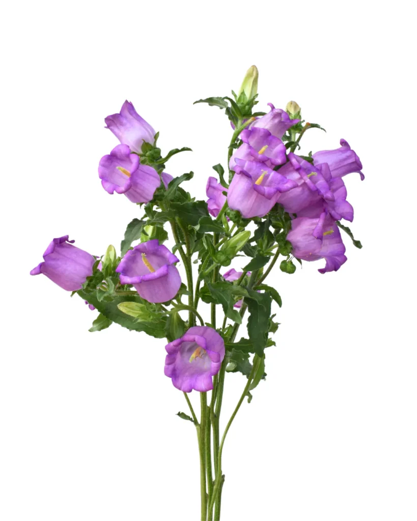 Campanula Lila