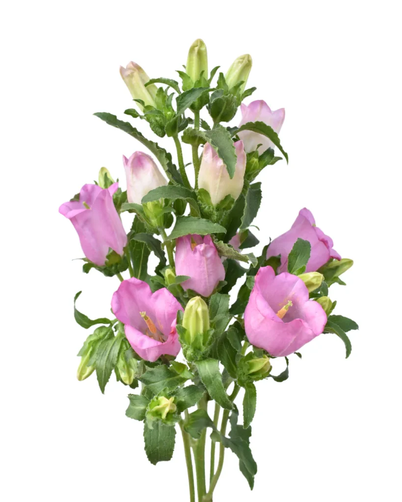 Campanula Pink