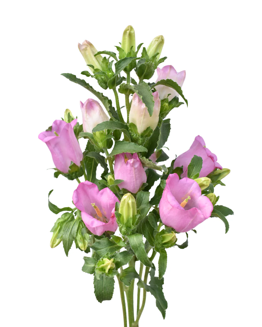 Campanula Pink — Campanulas