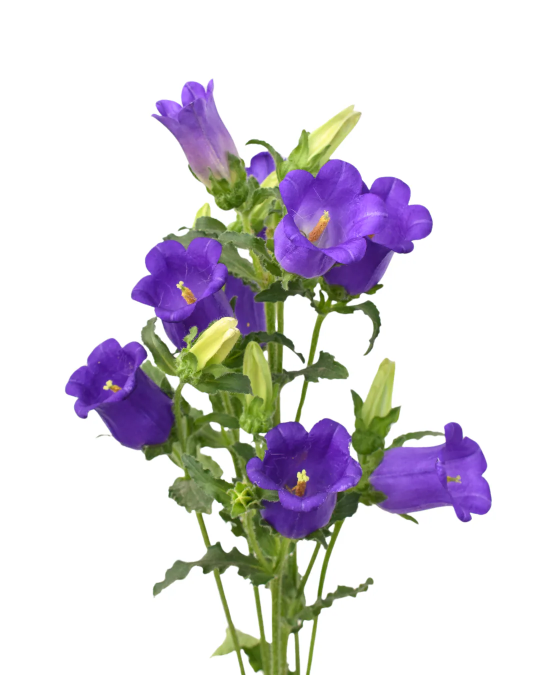 Campanula Purple — Campanulas