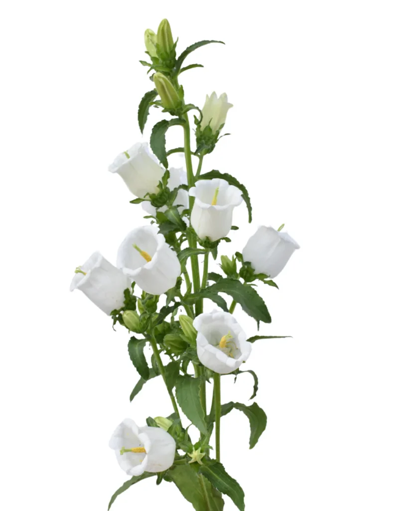Campanula White