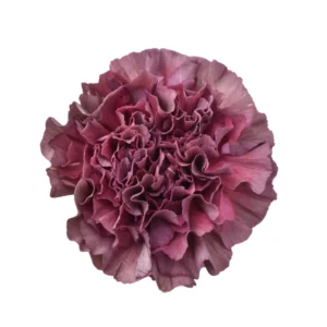CLAVEL BRONCE THRILL