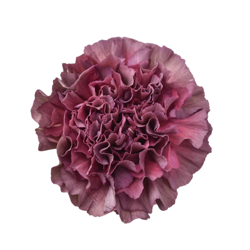 Clavel Bronce Thrill
