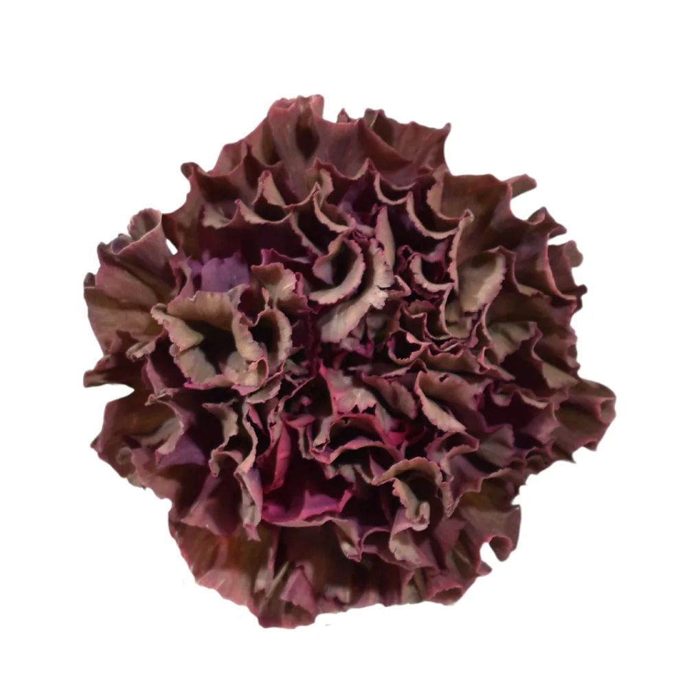 Clavel Cooper Extasis