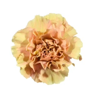 CLAVEL CRETA