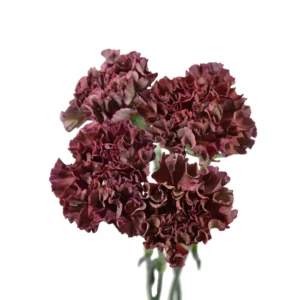 CLAVEL CHROMA THRILL