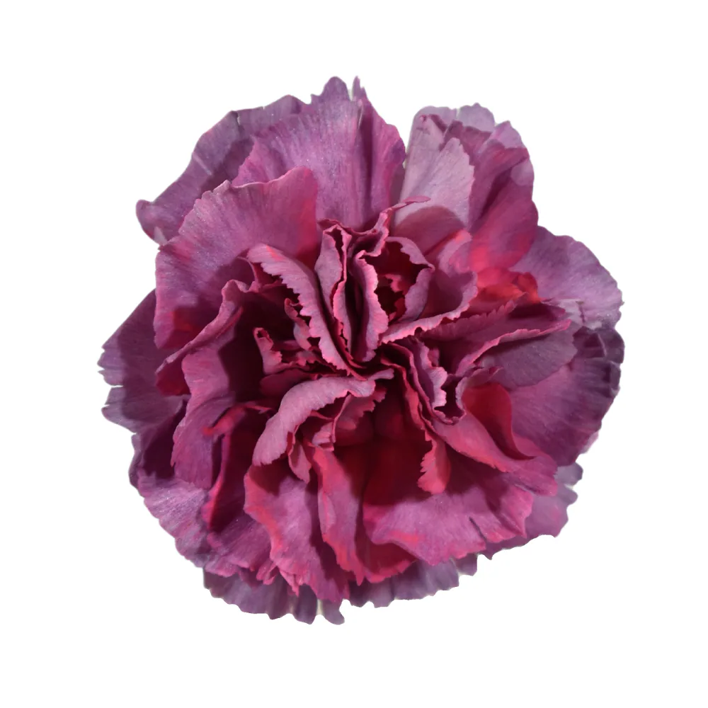 Clavel Hypnosis