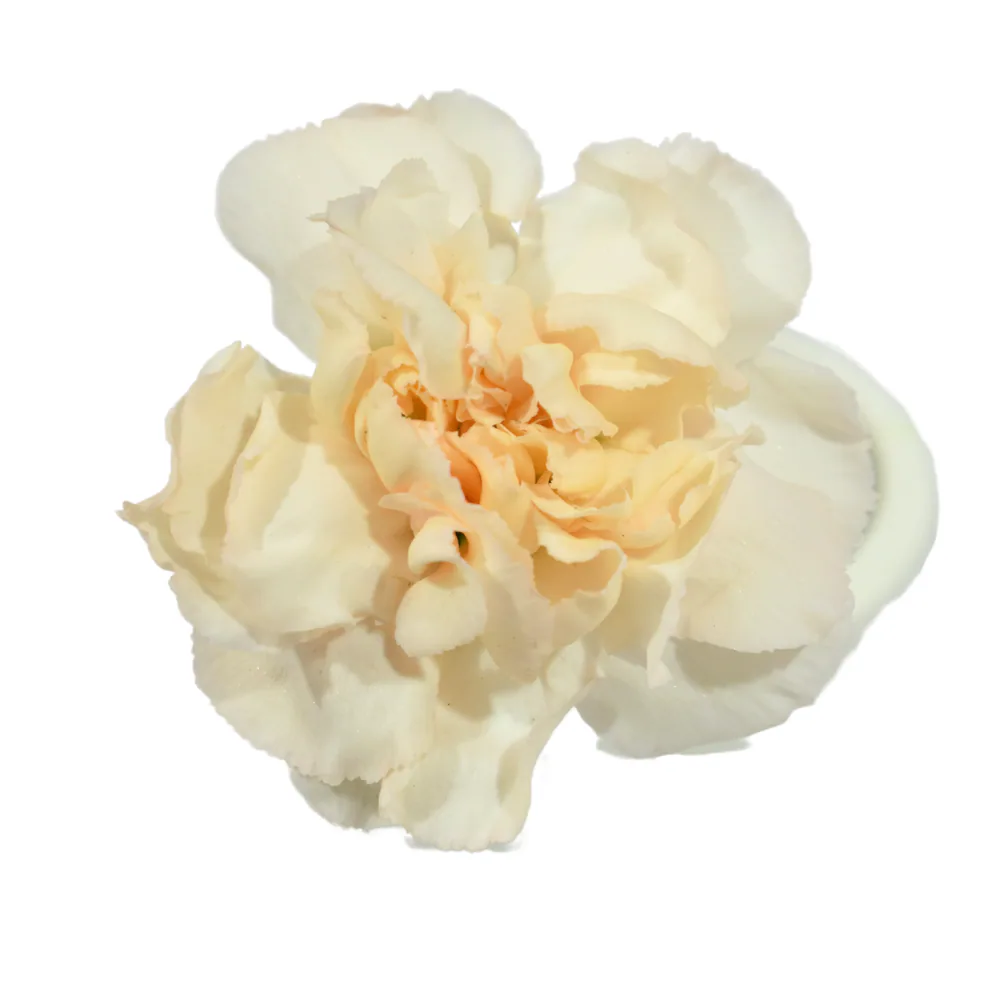 Clavel Lizzy