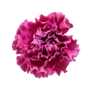 CLAVEL MERLETTO PURPLE