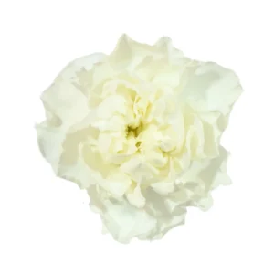 CLAVEL POLAR ROUTE