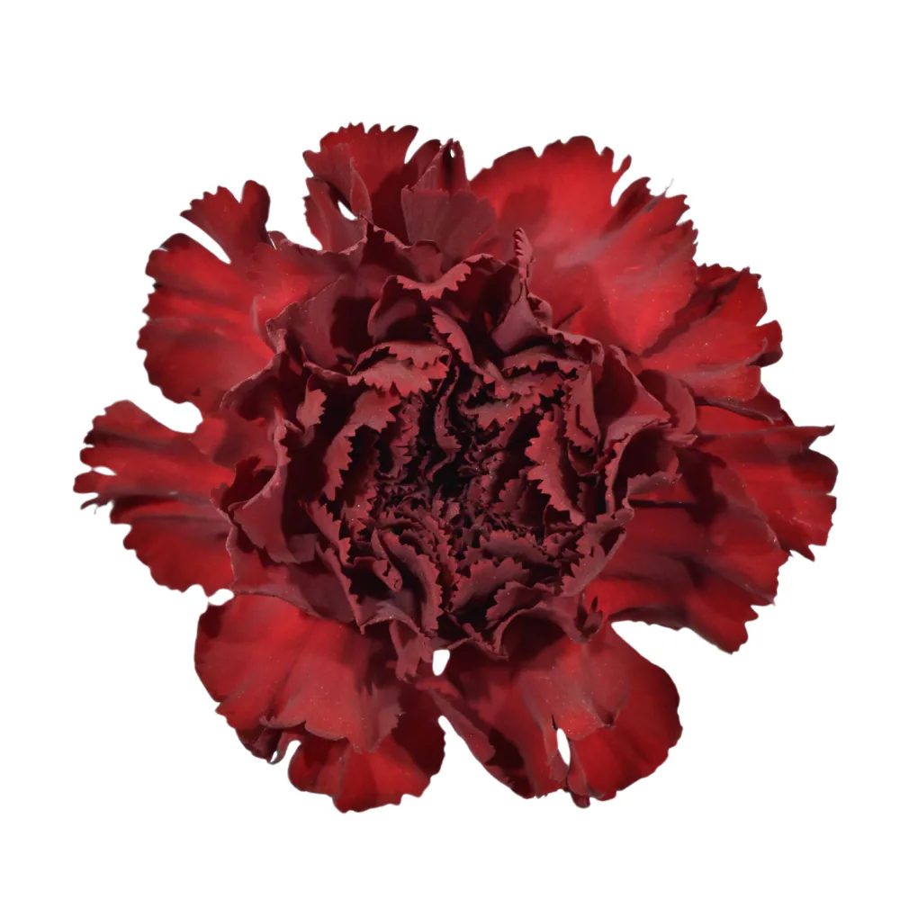 Clavel  Velvet