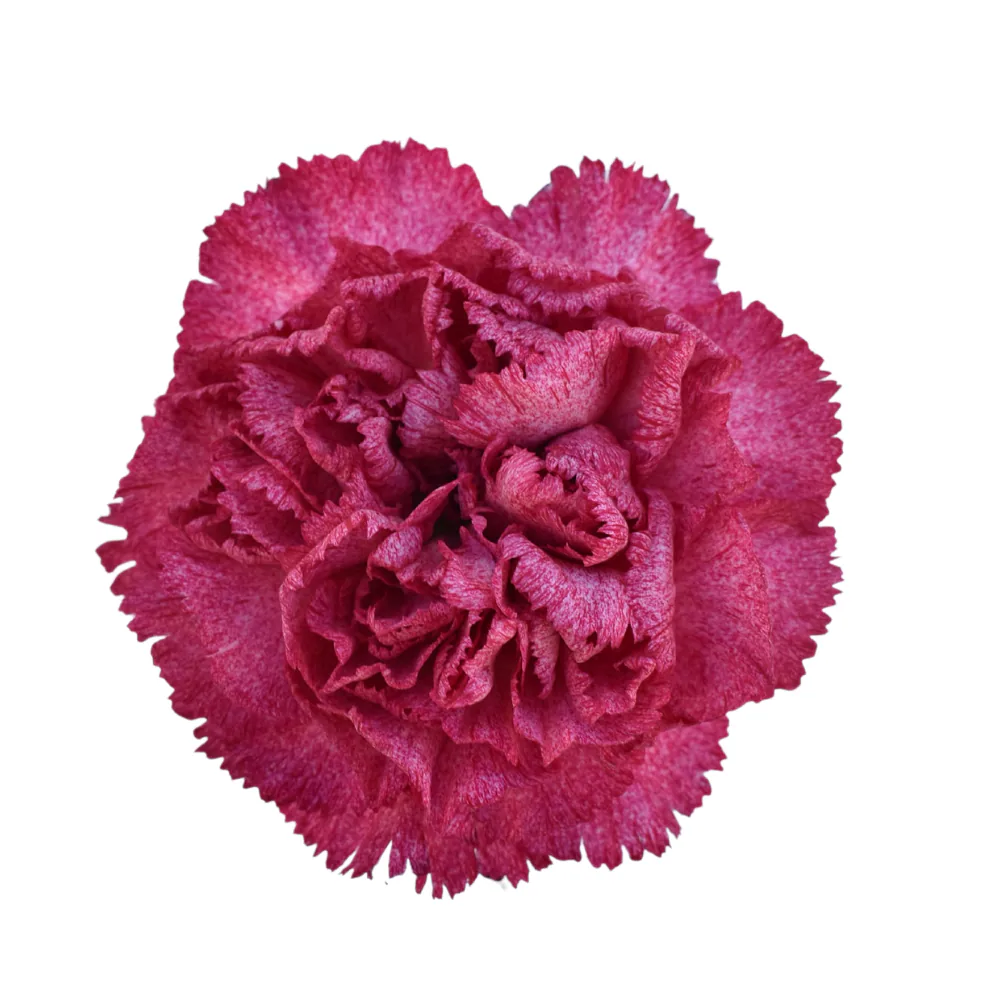 Clavel Burgundy Pixel