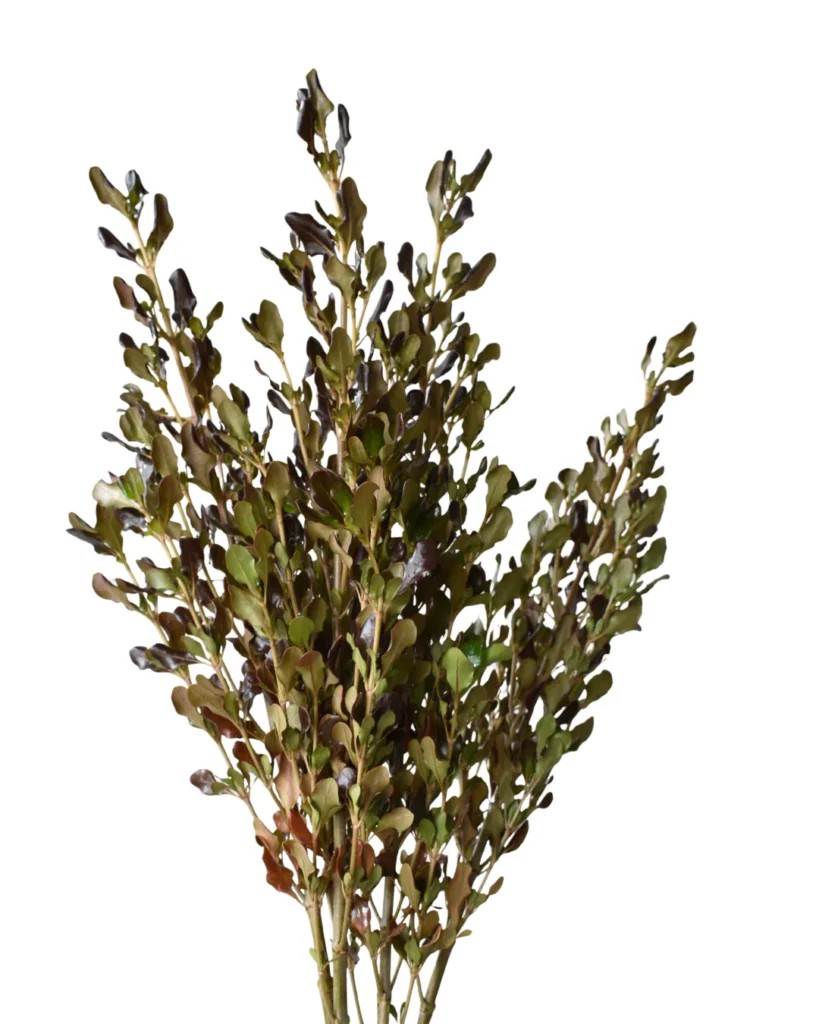 Coprosma Dark Chocolate