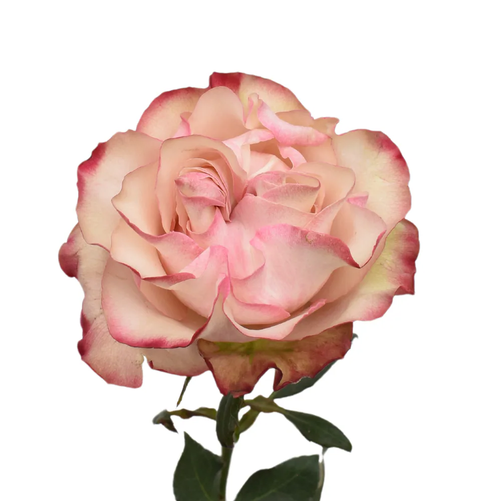 Country Candy