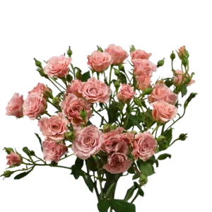 CANDY SPRAY ROSE