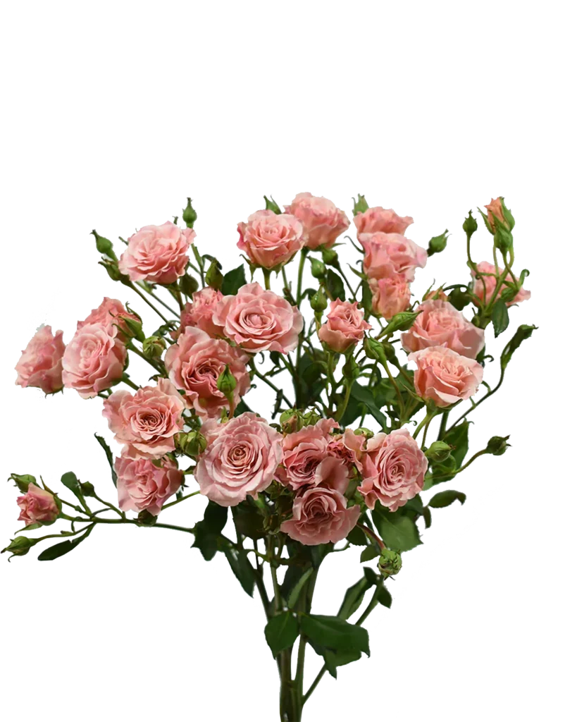 Candy Spray Rose