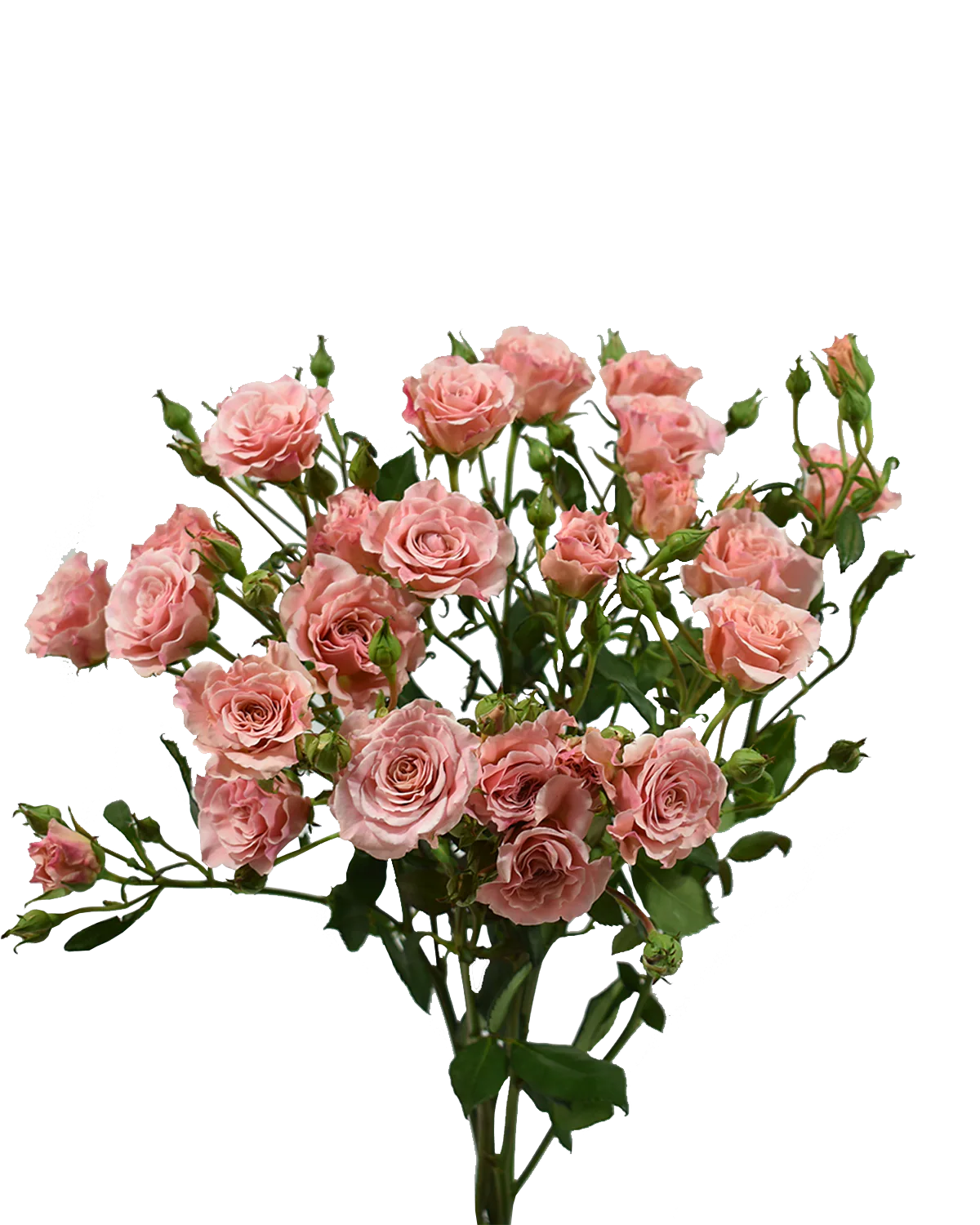 Candy Spray Rose — Spray Roses